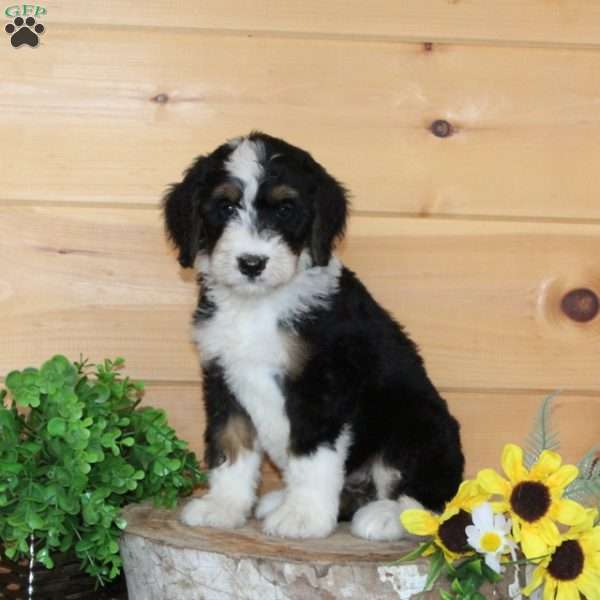 Pumpkin, Bernedoodle Puppy